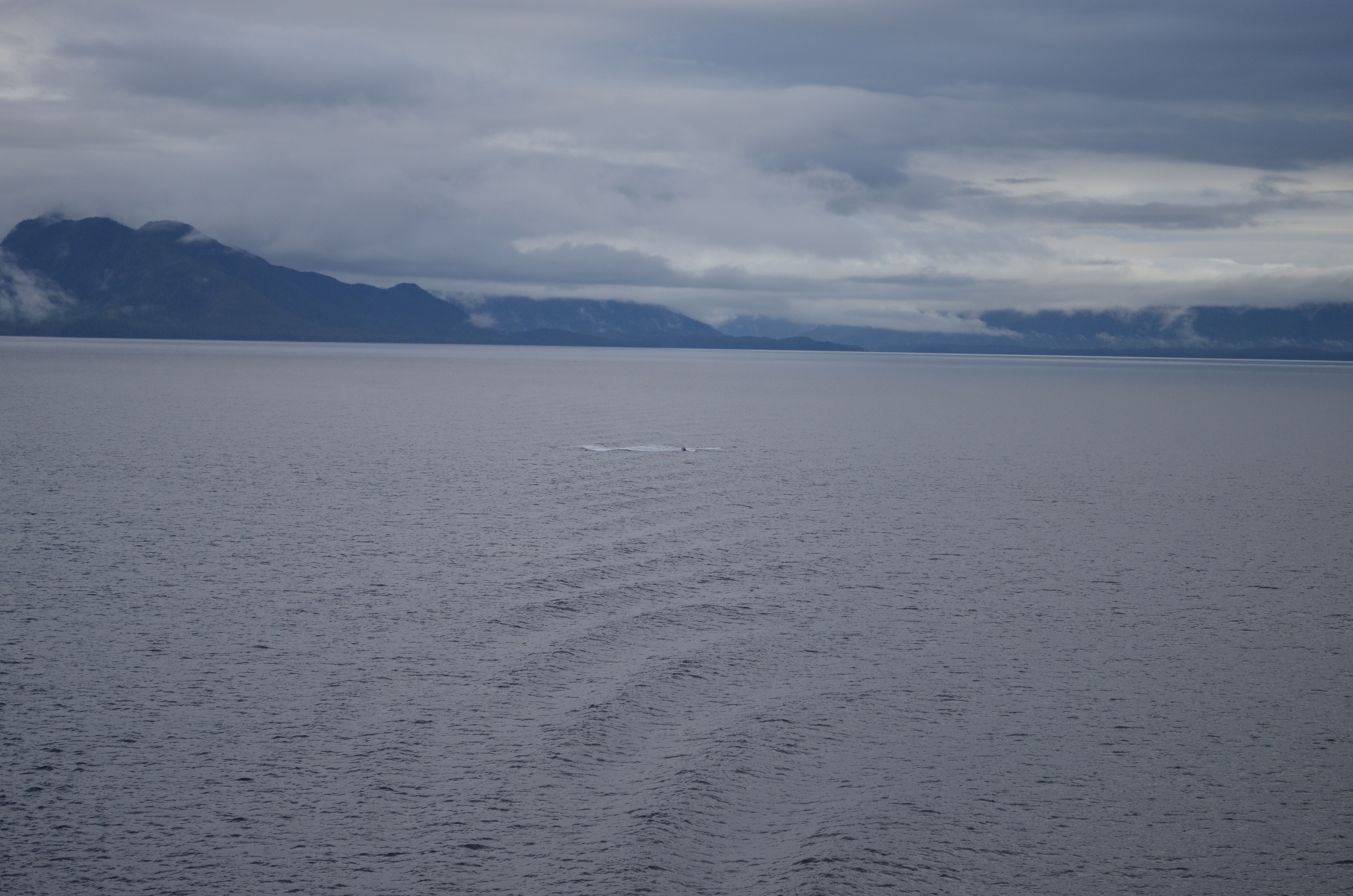 ./2017/08 - Alaska Cruise/11 - Ketchikan/DSC_0393.JPG
